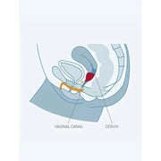 FUN FACTORY - FUN CUP EINZELGRÖSSE B TRAUBE FUN FACTORY