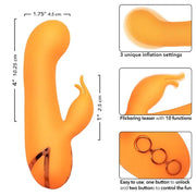 CALEXOTICS - MONTECITO MUSE VIBRATOR RABBIT ORANGE VON CALIFORNIA DREAMING CALEXOTICS